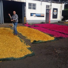 MUNICÍPIO DE VELAS PREPARA TAPETES PARA A PROCISSÃO FESTAS DE SÃO JORGE