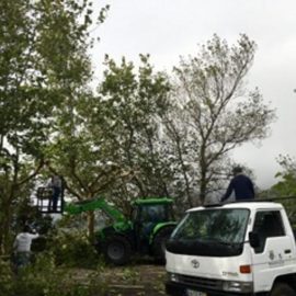 EQUIPA DE JARDINAGEM DO MUNICÍPIO DE VELAS PREPARA OUTONO NAS RUAS DO CONCELHO