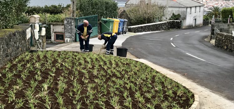 MUNICÍPIO COOPERA COM JUNTA FREGUESIA STº AMARO NA CRIAÇÃO DE ESPAÇOS VERDES