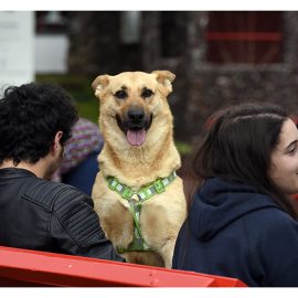 CAMPANHA DE ADOÇÃO ANIMAL NO JARDIM DA REPÚBLICA