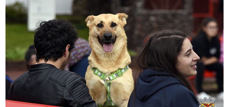 CAMPANHA DE ADOÇÃO ANIMAL NO JARDIM DA REPÚBLICA