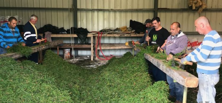 ÚLTIMOS PREPARATIVOS PARA AS FESTAS DE SÃO JORGE 2019 ÚLTIMOS PREPARATIVOS PARA AS FESTAS DE SÃO JORGE 2019