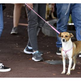 NÃO ABANDONE … ADOTE!