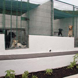 NÃO ABANDONE … ADOTE!