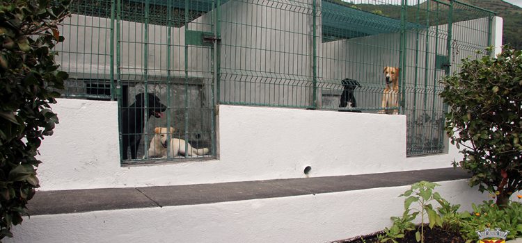 NÃO ABANDONE … ADOTE!
