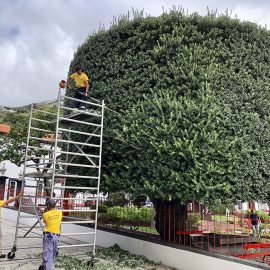 MUNICÍPIO PROCEDE À PODA DE ÁRVORES