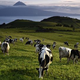 CONHEÇA O CONCELHO DE VELAS, PELA SUA NATUREZA
