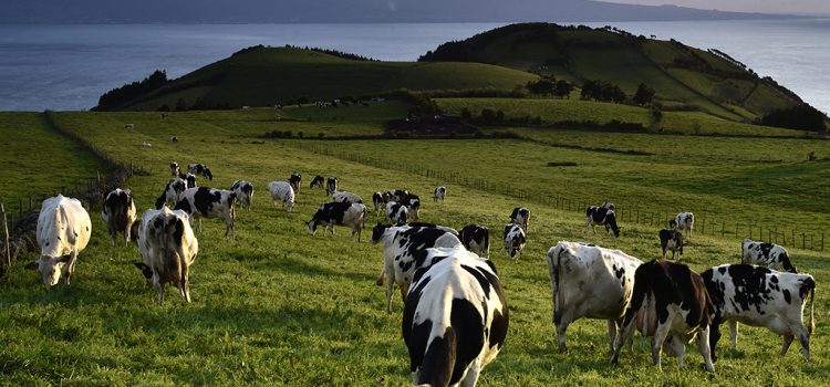 CONHEÇA O CONCELHO DE VELAS, PELA SUA NATUREZA