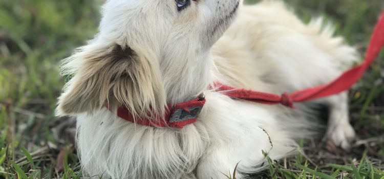 NÃO ABANDONE … ADOTE!