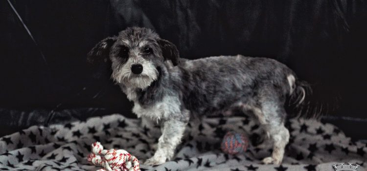 NÃO ABANDONE…ADOTE!