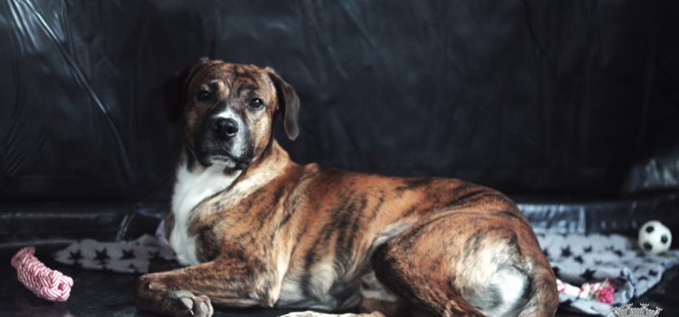 ANIMAL ADOTADO… ANIMAL ESTERILIZADO!