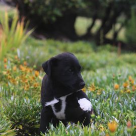 ANIMAL ADOTADO… ANIMAL ESTERILIZADO!