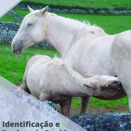 CAMPANHA DE IDENTIFICAÇÃO DE EQUÍDEOS
