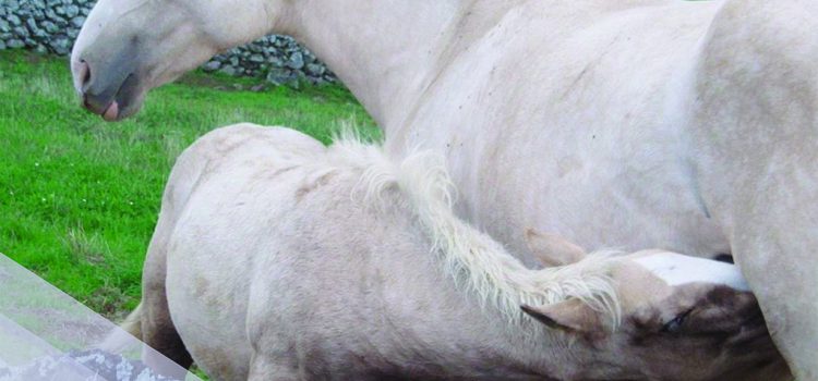 CAMPANHA DE IDENTIFICAÇÃO DE EQUÍDEOS