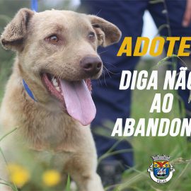 DIGA NÃO AO ABANDONO … ADOTE UM ANIMAL
