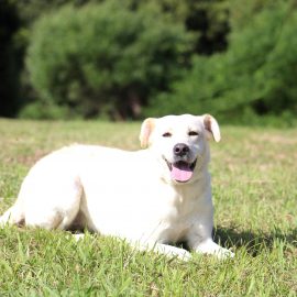 DIGA NÃO AO ABANDONO DOS ANIMAIS!