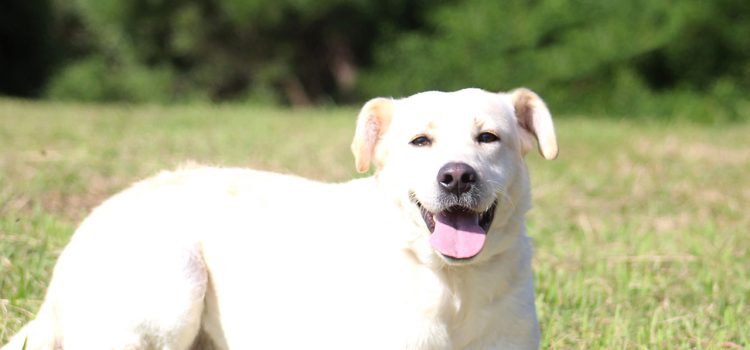 DIGA NÃO AO ABANDONO DOS ANIMAIS!