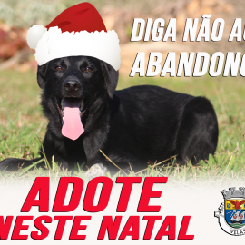 DIGA NÃO AO ABANDONO … ADOTE UM ANIMAL