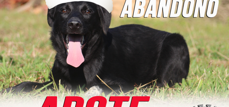 DIGA NÃO AO ABANDONO … ADOTE UM ANIMAL DIGA NÃO AO ABANDONO … ADOTE UM ANIMAL