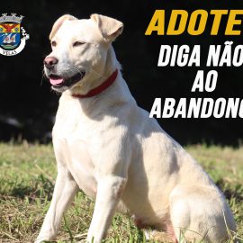 DIGA NÃO AO ABANDONO … ADOTE UM ANIMAL