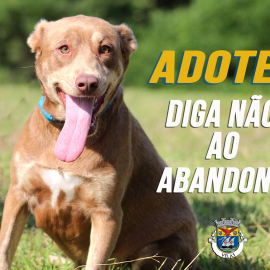 DIGA NÃO AO ABANDONO DOS ANIMAIS!
