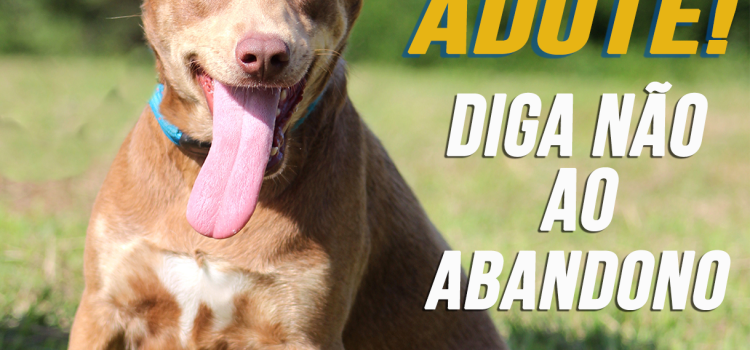 DIGA NÃO AO ABANDONO DOS ANIMAIS!