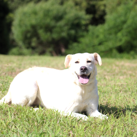 DIGA NÃO AO ABANDONO DOS ANIMAIS!