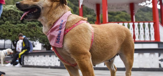 CAMPANHA DE ADOÇÃO DE ANIMAIS DO CENTRO DE RECOLHA OFICIAL CAMPANHA DE ADOÇÃO DE ANIMAIS DO CENTRO DE RECOLHA OFICIAL