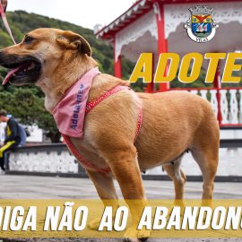 DIGA NÃO AO ABANDONO DOS ANIMAIS!