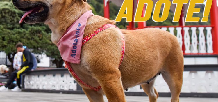 DIGA NÃO AO ABANDONO DOS ANIMAIS!