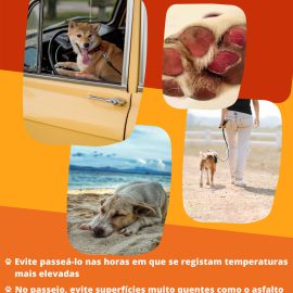 PROTEJA O SEU AMIGO DE 4 PATAS NESTA ÉPOCA DE CALOR!
