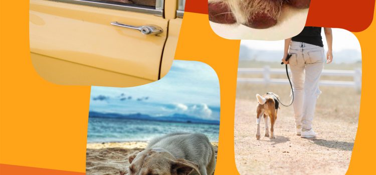 PROTEJA O SEU AMIGO DE 4 PATAS NESTA ÉPOCA DE CALOR!