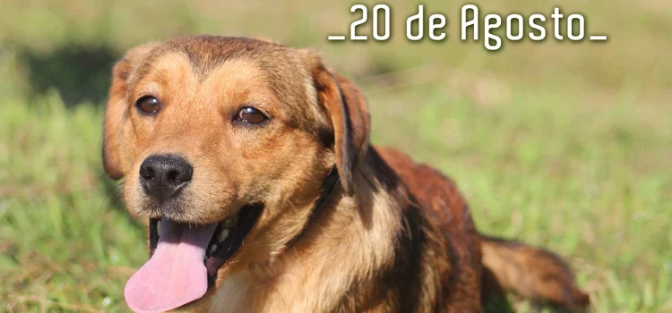 DIA INTERNACIONAL DO ANIMAL ABANDONADO