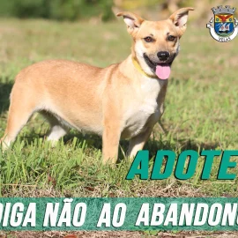 DIGA NÃO AO ABANDONO DOS ANIMAIS! DIGA NÃO AO ABANDONO DOS ANIMAIS!