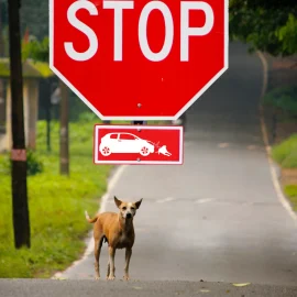 CUIDE DOS ANIMAIS QUE SE ENCONTRAM NA VIA PÚBLICA