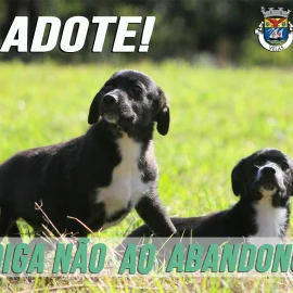 DIGA NÃO AO ABANDONO DOS ANIMAIS!