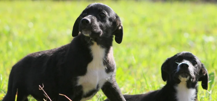 DIGA NÃO AO ABANDONO DOS ANIMAIS!