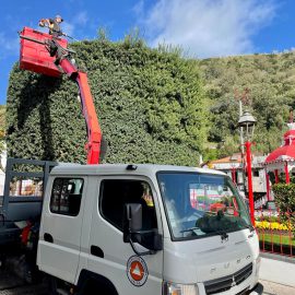 MUNICÍPIO PROCEDE À PODA DE ÁRVORES