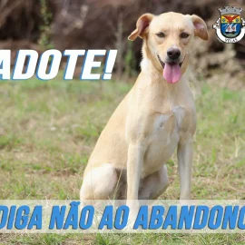 DIGA NÃO AO ABANDONO DOS ANIMAIS!