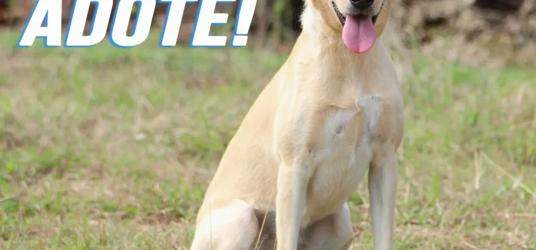 DIGA NÃO AO ABANDONO DOS ANIMAIS!