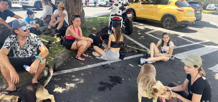 CÃOMINHADA SENSIBILIZA PARA O BEM-ESTAR ANIMAL