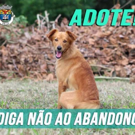 DIGA NÃO AO ABANDONO DOS ANIMAIS!