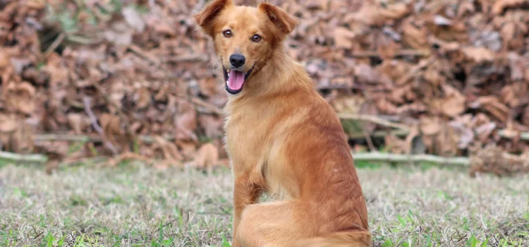 DIGA NÃO AO ABANDONO DOS ANIMAIS!