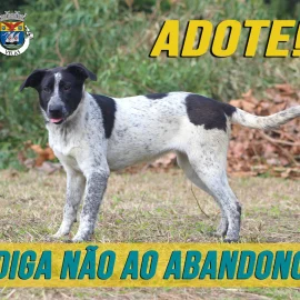 DIGA NÃO AO ABANDONO DOS ANIMAIS!