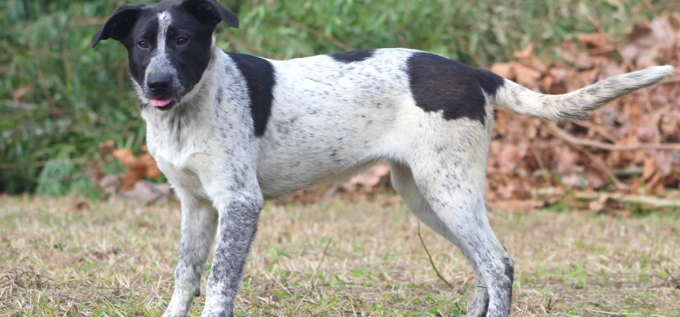 DIGA NÃO AO ABANDONO DOS ANIMAIS!