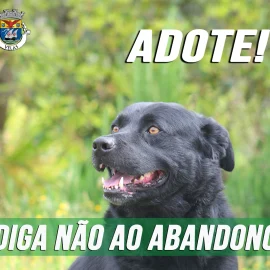 DIGA NÃO AO ABANDONO DOS ANIMAIS!