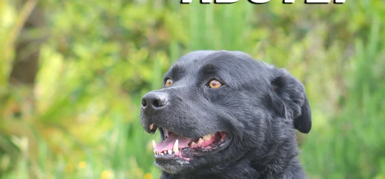 DIGA NÃO AO ABANDONO DOS ANIMAIS!