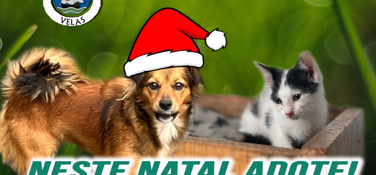 NESTE NATAL NÃO ABANDONE…  ADOTE!
