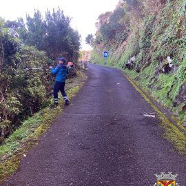 PODAS NO CAMINHO DE ACESSO À FAJÃ DA RIBEIRA DA AREIA