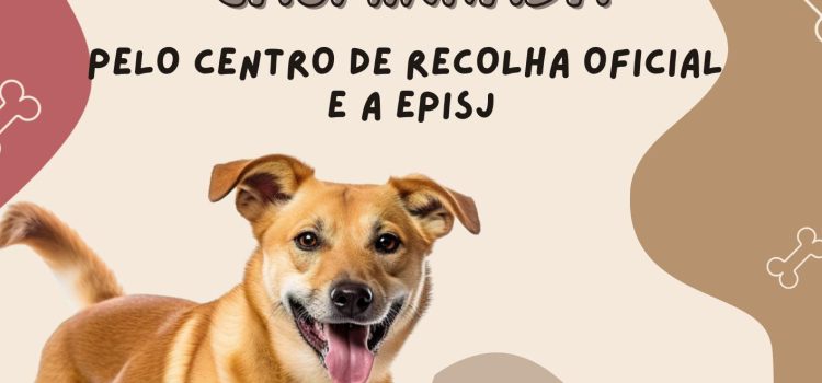 CAMPANHA DE ADOÇÃO ANIMAL